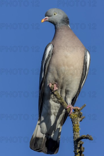 Wood pigeons (Columba palumbus) like to perch on the tops of solitary trees and observe their surroundings, Germany