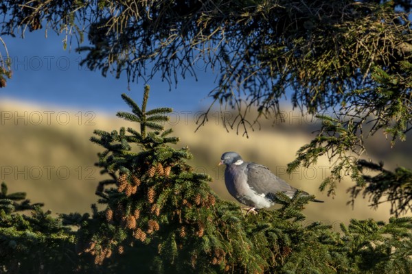 A wood pigeon (Columba palumbus) sits in the evening sun on the branch of a spruce tree, the North Sea can be seen in the background, Germany