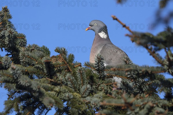 As the wood pigeon (Columba palumbus) has many predators, it must always be very vigilant, Germany