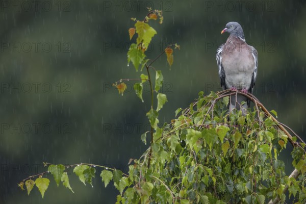 Wood pigeon (Columba palumbus), Regen, Germany