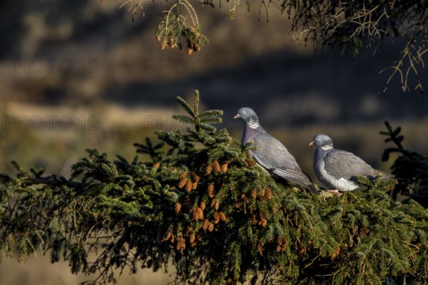 A pair of wood pigeons (Columba palumbus) sitting in the evening sun on the branch of a spruce tree, Germany