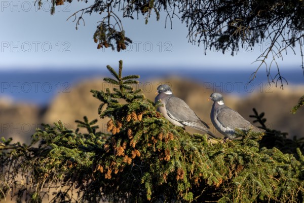 A pair of wood pigeons (Columba palumbus) sitting in the evening sun on the branch of a spruce tree, the North Sea can be seen in the background, Germany