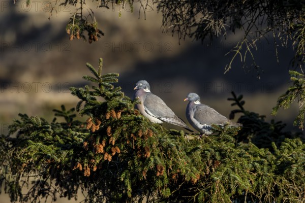 A pair of wood pigeons (Columba palumbus) sitting on the branch of a spruce tree in the evening sun, Germany