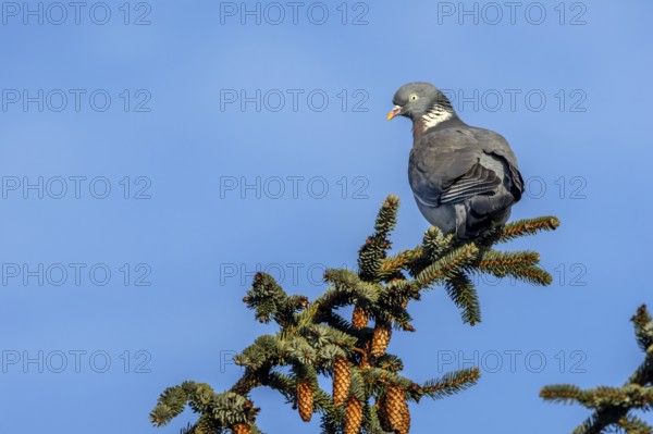 The wood pigeon (Columba palumbus) watches the goings-on below with interest, Germany