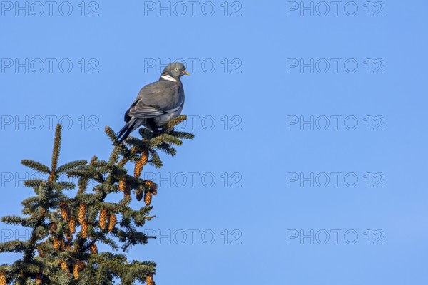 Wood pigeons (Columba palumbus) love elevated perches to observe their surroundings, Germany