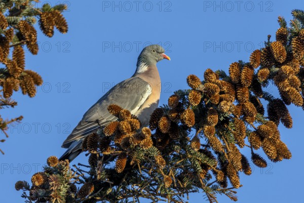 A wood pigeon (Columba palumbus) sitting on a spruce branch in the early morning, Germany