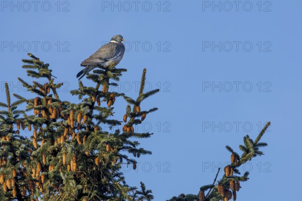 A wood pigeon (Columba palumbus) sitting relaxed on a spruce branch, Germany