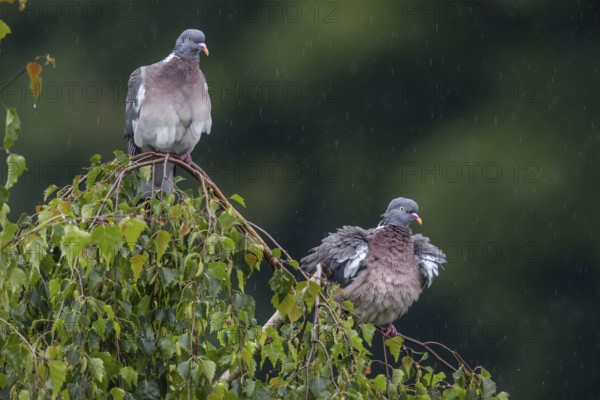 Wood pigeons (Columba palumbus) in a rain shower, Germany