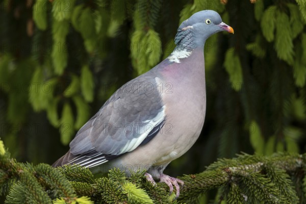 After a short period of securing, the wood pigeon (Columba palumbus) disappears into the dense branches of the spruce and replaces its breeding partner, Germany