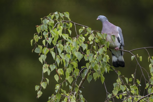 When birds put their heads to one side and watch the sky intently like this wood pigeon (Columba palumbus), a bird of prey and thus a predator has probably been spotted, Germany