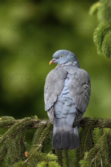 While a wood pigeon (Columba palumbus) sits brooding on the nest, its mate often rests on a tree near the nest, Germany