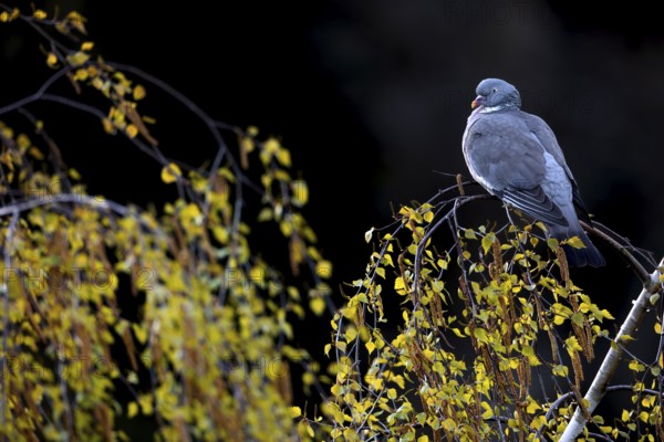 Wood pigeon (Columba palumbus) resting on a birch tree, Germany