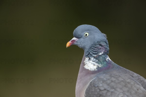 Portrait of a wood pigeon (Columba palumbus) with the typical white neck ring, Germany