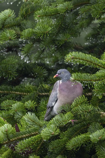 With its wings slightly open, a wood pigeon (Columba palumbus) dries its feathers after a rain shower, Germany