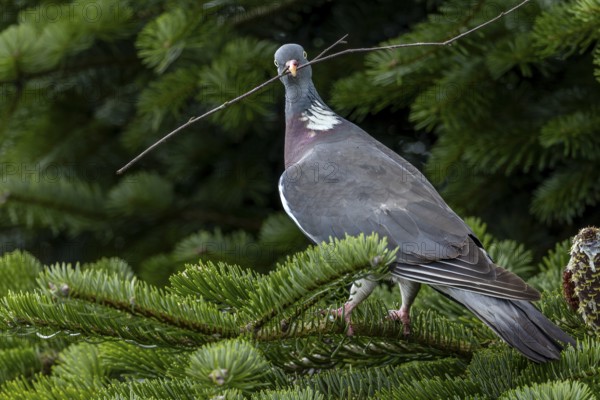 With nesting material in its beak, the wood pigeon (Columba palumbus) secures in all directions, nesting material, Germany
