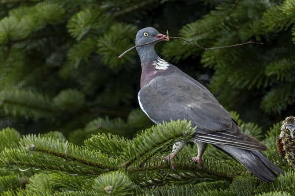 A passing crow attracts the attention of the wood pigeon (Columba palumbus), nesting material, nesting material, Germany