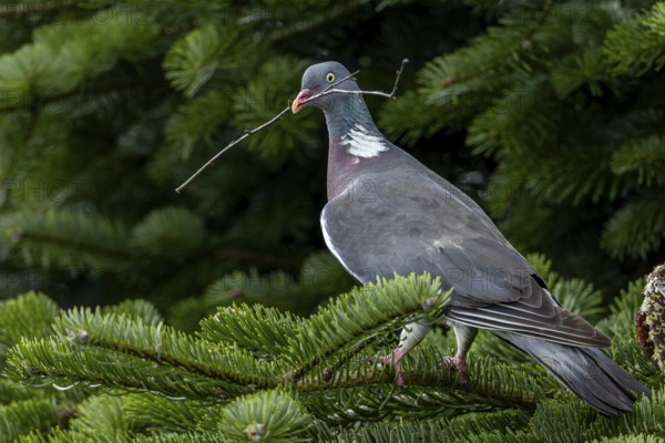 Woodpigeons (Columba palumbus) are particularly careful near their nests, nest material, Germany