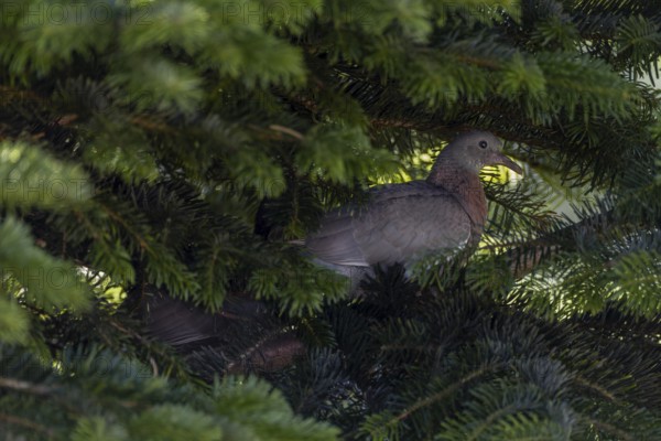 The young wood pigeon (Columba palumbus) waits patiently at the nest for its parents, in a few days it will take its first flight, young bird, Denmark