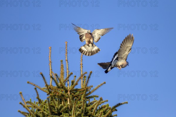 When wood pigeons (Columba palumbus) fight for a breeding place, they are not squeamish with each other, conflict, courtship behaviour, aerial combat, Germany