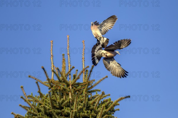 Two wood pigeons (Columba palumbus) fighting vehemently for a breeding place, dispute, argument, courtship behaviour, aerial combat, Germany