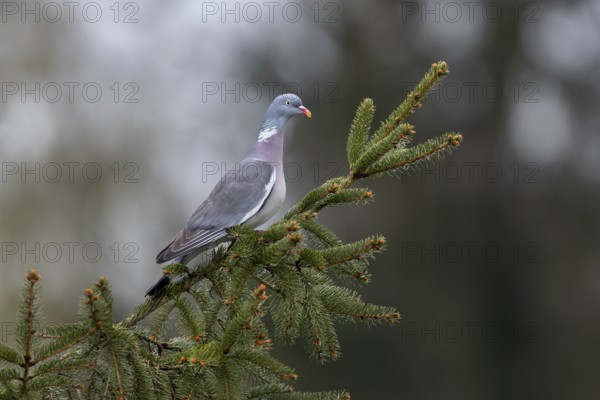 The wood pigeon (Columba palumbus) attentively observes a conspecific, perch, Germany