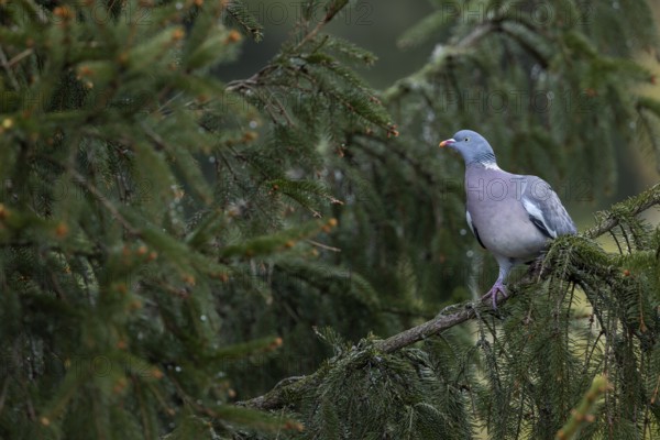 The wood pigeon (Columba palumbus) inspects a spruce tree very closely for a suitable nesting site, Germany