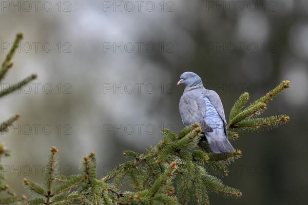 Close to the nest, wood pigeons (Columba palumbus) like to perch on exposed perches and observe their surroundings while their mate is incubating, perch, Germany
