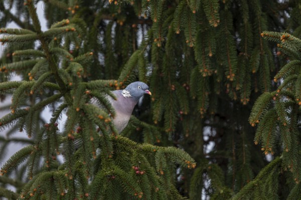 A wood pigeon (Columba palumbus) looking for a suitable nesting site in a spruce tree, Germany