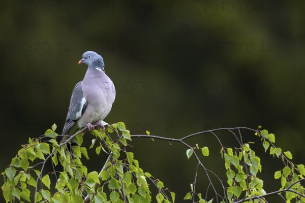 The ring dove (Columba palumbus) has flown to an exposed spot and is observing the surroundings, Germany