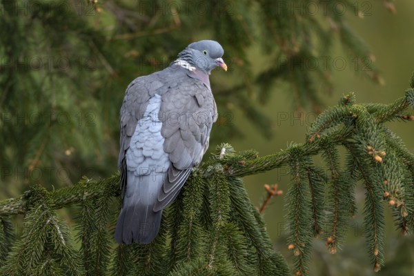 Wood pigeon (Columba palumbus) resting on the branch of a spruce tree, Germany