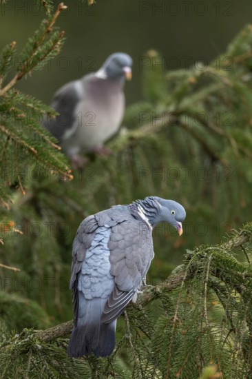 A pair of wood pigeons (Columba palumbus) are attentively observing something below them, Germany