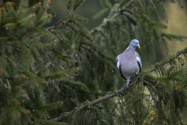The wood pigeon (Columba palumbus) attentively observes a walker from a safe height, Germany