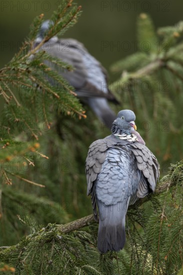 A pair of wood pigeons (Columba palumbus) resting on a spruce tree and attending to their plumage, Germany