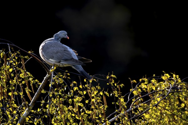 Before the wood pigeon (Columba palumbus) begins to groom its feathers, it looks in all directions, Germany