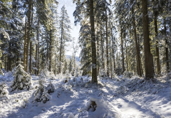 Snowy winter forest in morning sunlight, Mondseeland, Salzkammergut, Upper Austria, Austria