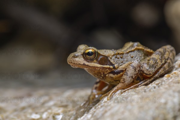 The Common Frog (Rana temporaria) near Bad Reichenhall in the Alps. The Common Frog in the clear water of the mountain stream