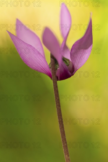 Delicate cyclamen blossom in Bad Reichenhall. Close-up of flowers on hiking trail in the Alps