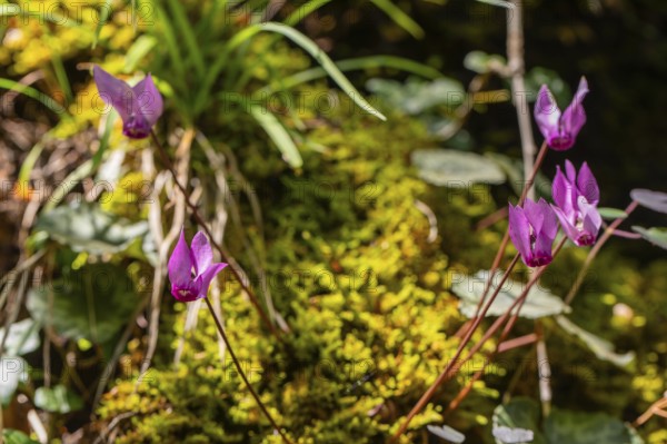 Delicate cyclamen blossom in Bad Reichenhall. Close-up of flowers on hiking trail in the Alps