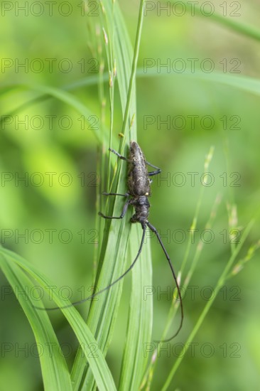 Close-up of a monochrome longhorn buck on a blade of grass in a natural setting. Bad Reichenhall, Germany