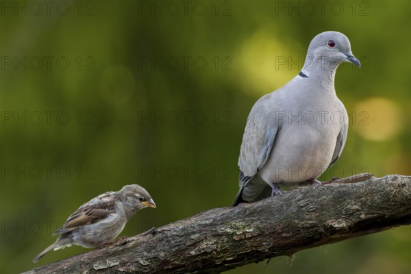 Encounter between a Eurasian collared dove (Streptopelia decaocto) and a recently fledged house sparrow (Passer domesticus), encounter, Germany