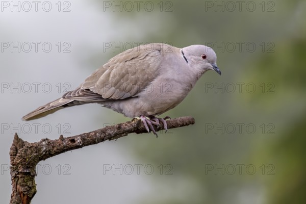 A Eurasian collared dove (Streptopelia decaocto) uses a branch as a perch, Germany