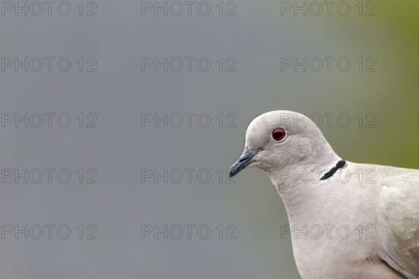 The red eyes of the Eurasian collared dove (Streptopelia decaocto) can be easily recognised up close, portrait, Germany