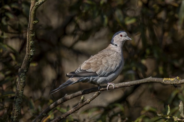 The Eurasian collared dove (Streptopelia decaocto) has retreated to a safe place, Germany