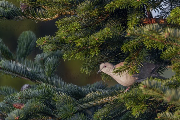 The Eurasian collared dove (Streptopelia decaocto) peers suspiciously out of the sheltering spruce branches, morning light, shelter, Germany