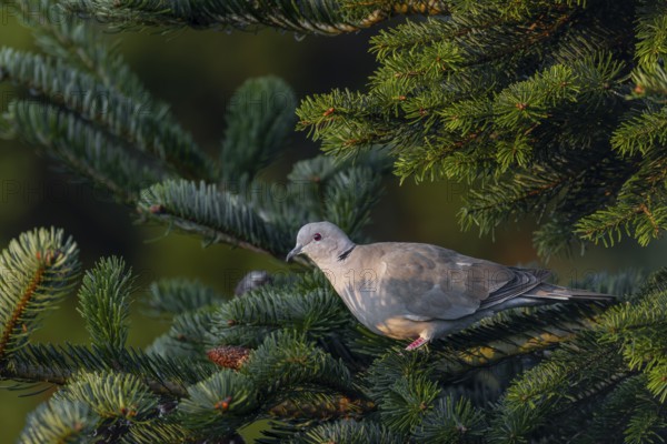 Slowly the Eurasian collared dove (Streptopelia decaocto) leaves its safe resting place on the trunk of a spruce tree, morning light, protection, Germany