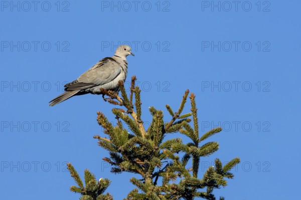 For a brief moment, the Eurasian collared dove (Streptopelia decaocto) sits on the top of a spruce tree, perch, Denmark