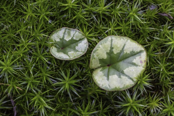 Early spring cyclamen (Cyclamen coum), Emsland, Lower Saxony, Germany
