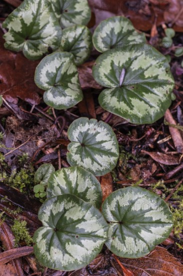 Early spring cyclamen (Cyclamen coum), Emsland, Lower Saxony, Germany