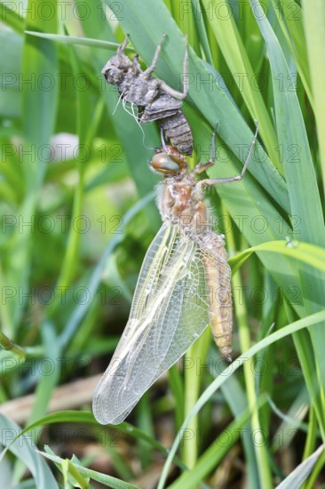 Hairy dragonfly (Brachytron pratense), freshly hatched animal on a reed stem with exuviae, Peene Valley nature park Park, Mecklenburg-Western Pomerania, Germany