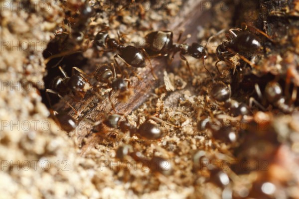 Lasius fuliginosus (Lasius fuliginosus), workers at the nest, ants inhabiting dead wood, Peene Valley nature park Park, Mecklenburg-Western Pomerania, Germany